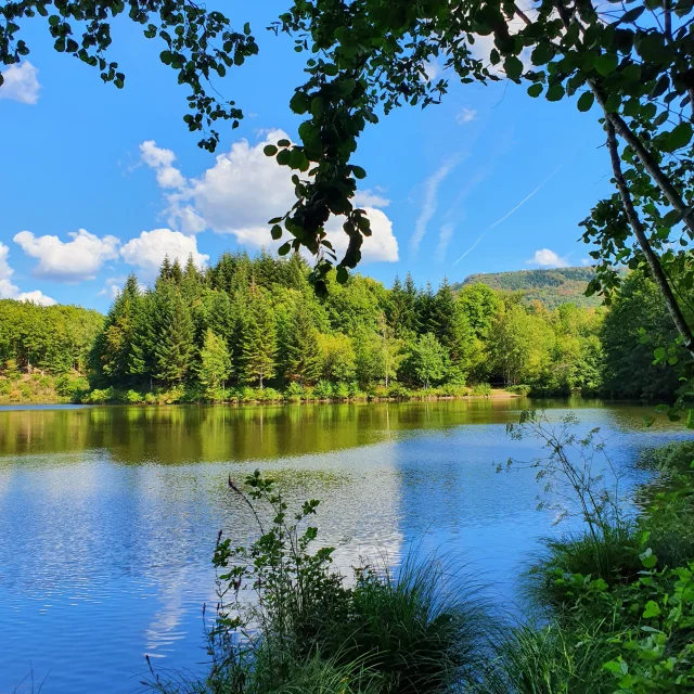 Étang Le Grand Rosbeck à Melisey - Plateau des 1000 Étangs - Vosges du Sud