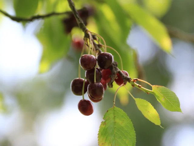 Cerises dans un arbre, à Fougerolles-Saint-Valbert - Vosges du Sud