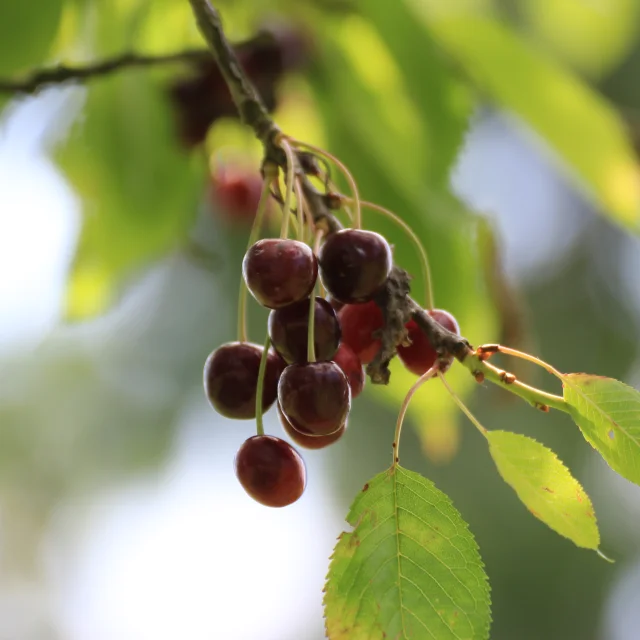 Cerises dans un arbre, à Fougerolles-Saint-Valbert - Vosges du Sud