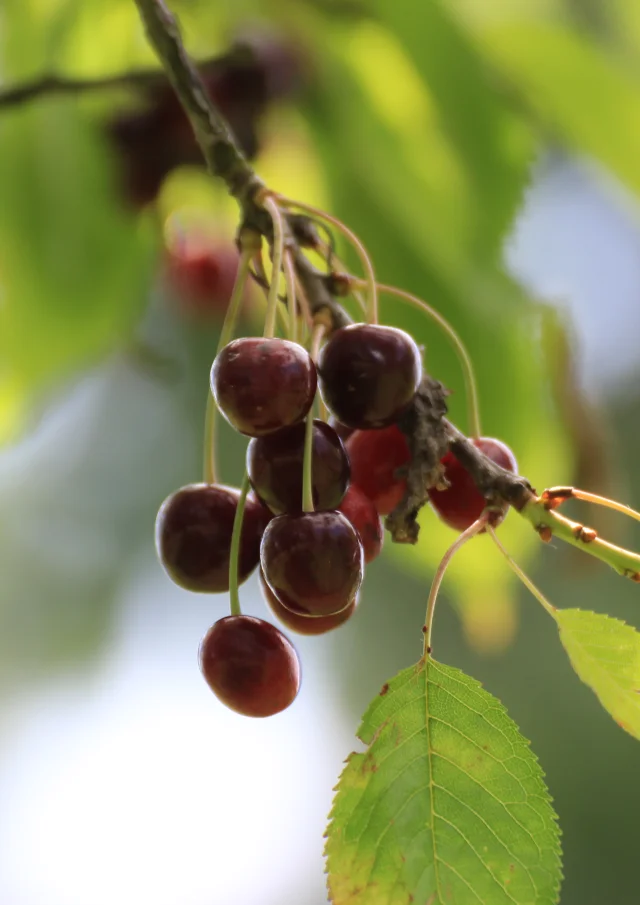 Cerises dans un arbre, à Fougerolles-Saint-Valbert - Vosges du Sud