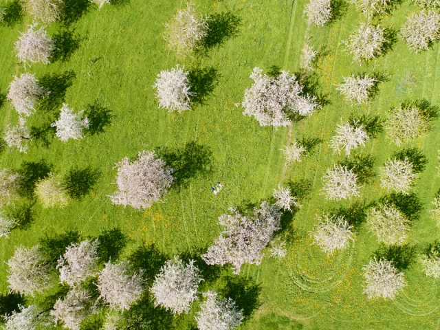 Cerisiers en fleurs à Fougerolles-Saint-Valbert - Vosges du Sud