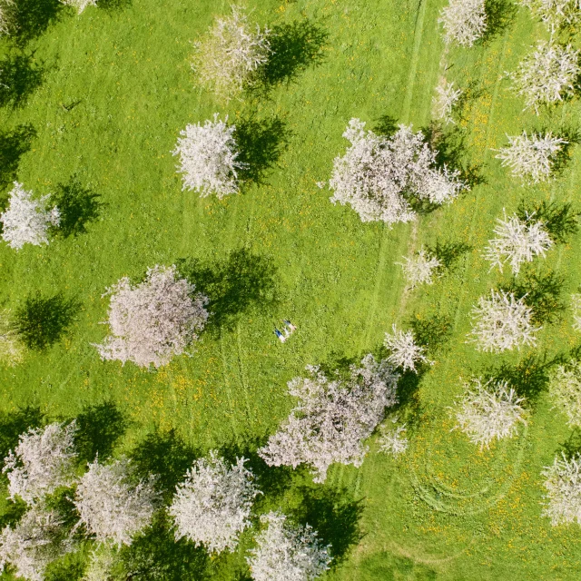 Cerisiers en fleurs à Fougerolles-Saint-Valbert - Vosges du Sud