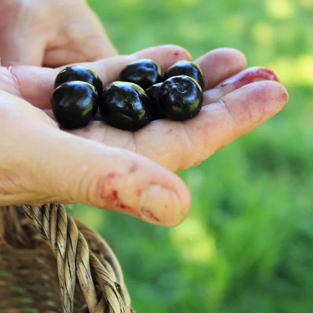 Un producteur tient des cerises de Fougerolles tout juste récoltées - Vosges du Sud