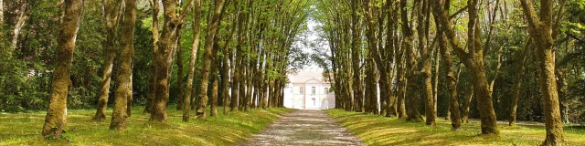 L'allée principale du parc bordée d'arbres et menant au château de Ray-sur-Saône et de son parc - Vesoul-Val de Saône