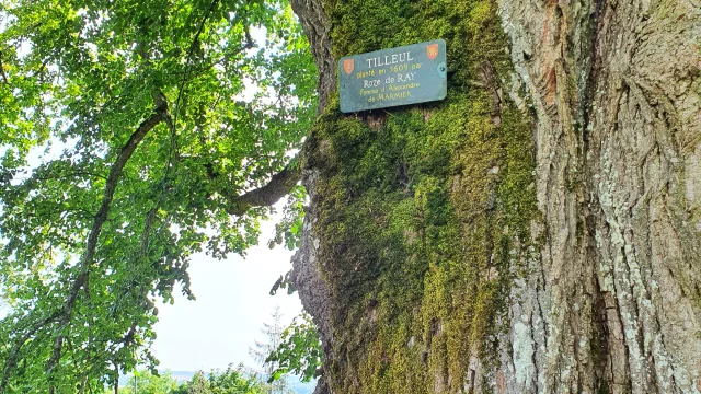 Le tilleul de Ray et sa plaque dans le parc du château de Ray-sur-Saône - Vesoul-Val de Saône