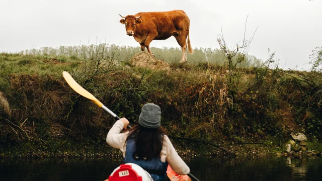 A l'automne, une femme descend la rivière Ognon en canoë et une vache l'observe en arrière-plan - Vallée de l'Ognon