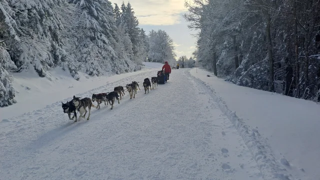 Balade en chien de traîneau au Ballon d'Alsace - Vosges du Sud