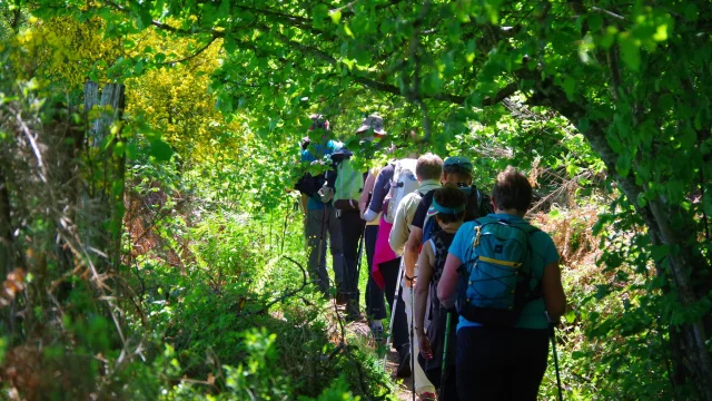 Un groupe de randonneurs en train de sillonner les sentiers à l'occasion du Festival Mille Pas aux 1000 Etangs - Plateau des 1000 étangs - Vosges du Sud