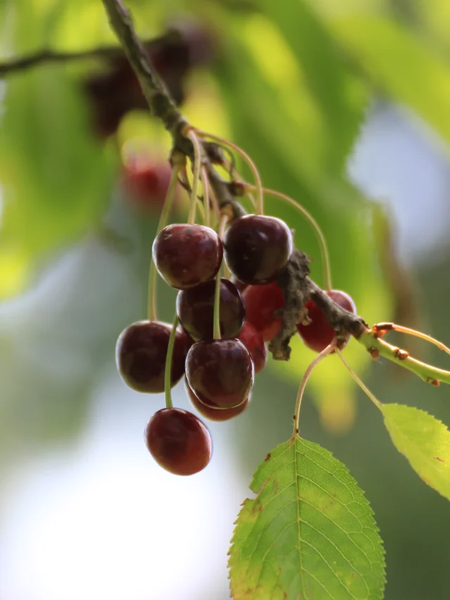 Cerise de Fougerolles prêtes à être cueillies sur l'arbre - Fougerolles - Vosges du Sud