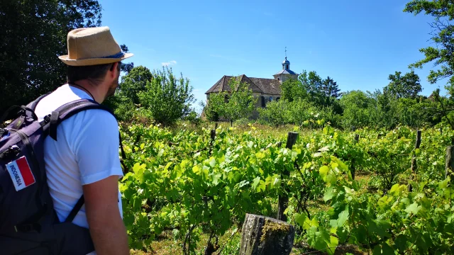 Un pèlerin, qui est sur la Via Francigena, observe le clocher d'une église, au pied des vignes.