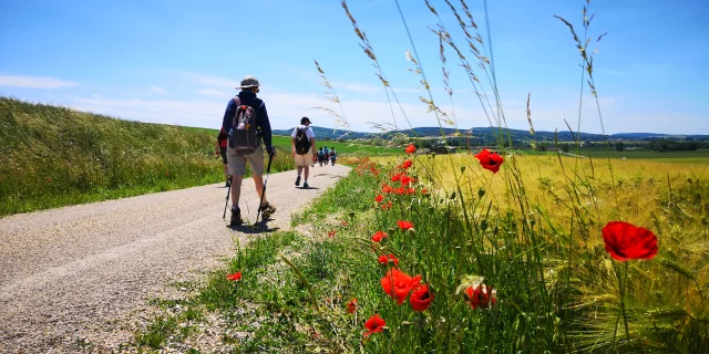 Des pèlerins marchent sur la Via Francigena, au cœur de la nature.