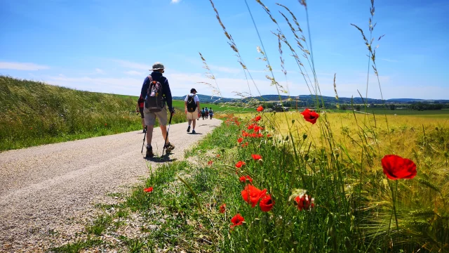 Des pèlerins marchent sur la Via Francigena, au cœur de la nature.