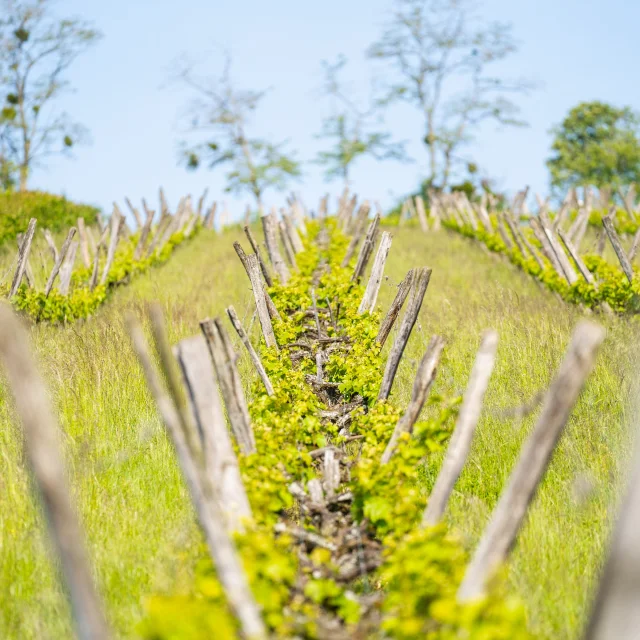 Rangs de vignes du domaine Les Coteaux d'Hugier - Vallée de l'Ognon