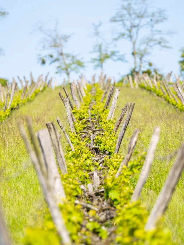 Rangs de vignes du domaine Les Coteaux d'Hugier - Vallée de l'Ognon