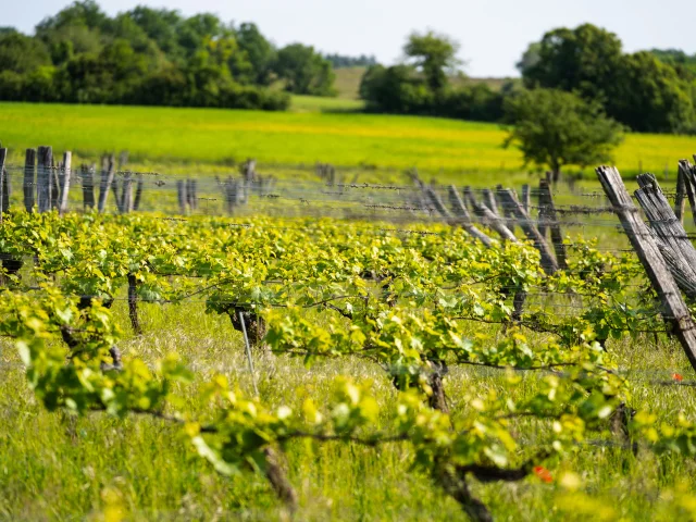 Vignes qui sont palissées du domaine Les Coteaux d'Hugier - Vallée de l'Ognon