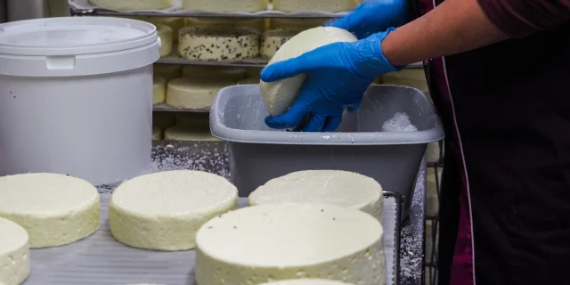 Une fromagère fabrique du munster - Vosges du Sud