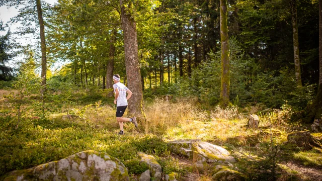 Un homme fait du Trail au Mont de Vannes, au cœur du Plateau des 1 000 étang , en forêt - Vosges du Sud