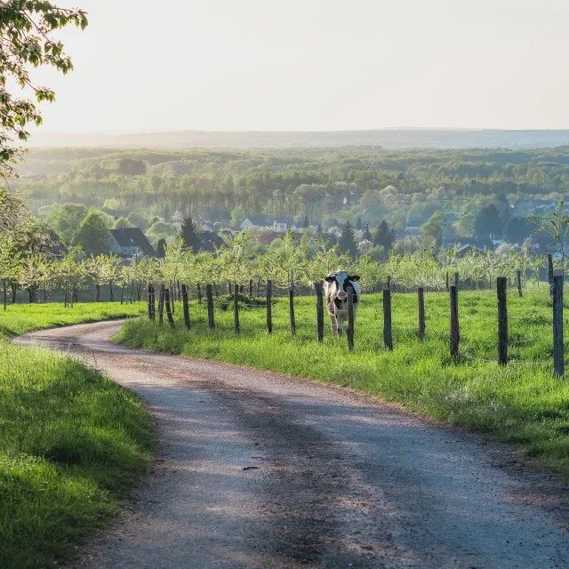 Route des Chalots avec une vache et un village dans le fond - Vosges du Sud