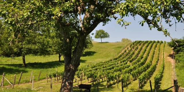 Parcelles de vignes avec au premier plan un arbre - Vallée de l'Ognon