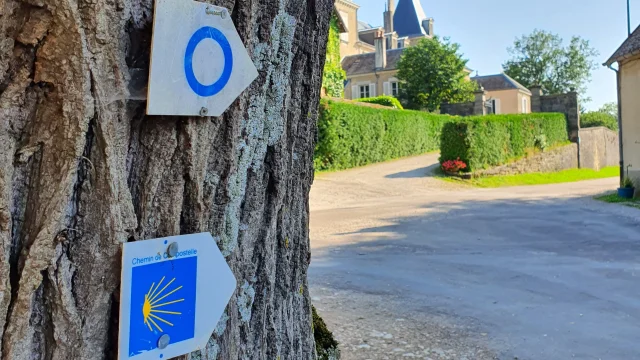 Balisage Saint-Jacques Compostelle sur un arbre à Gy - Vallée de l'Ognon