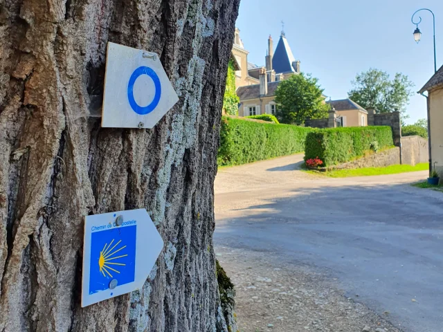 Balisage Saint-Jacques Compostelle sur un arbre à Gy - Vallée de l'Ognon