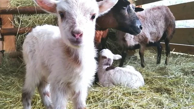 Photo d'un chevreau blanc dans l'étable, en fond d'autres chèvres - Au gré du pré - Vallée de l'Ognon