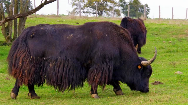 Deux bisons broutent dans une prairie à la ferme pédagogique Au Gré du Pré à Loulans-Verchamp - Vallée de l'Ognon