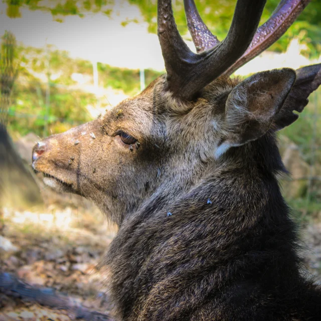 Cerf sika de la forêt du Banney - Vosges du Sud