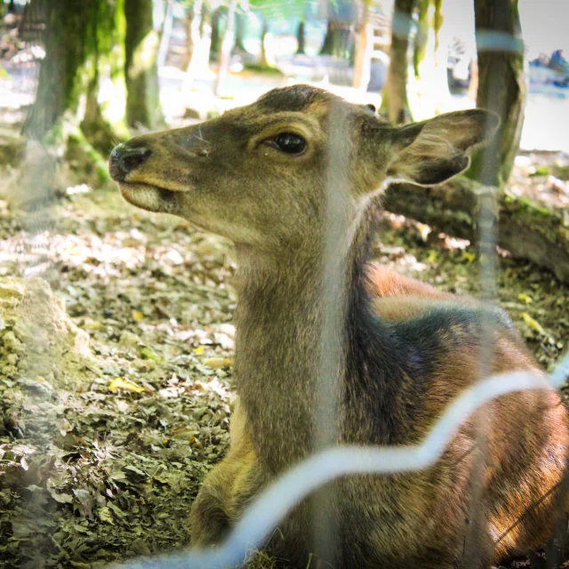 Cerf sika de la forêt du Banney - Vosges du Sud