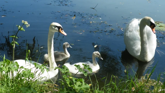 Cygne sur l'eau, au Parc de l'Etang de Battrans - Vesoul - Val de Saône