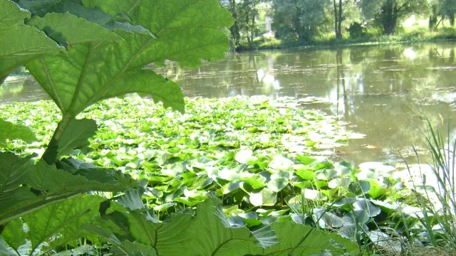 Vue sur l'étange et la végétation du Parc de l'Etang à Battrans - Vesoul-Val de Saône