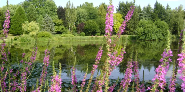 Vue sur l'étange et la végétation du Parc de l'Etang à Battrans - Vesoul-Val de Saône