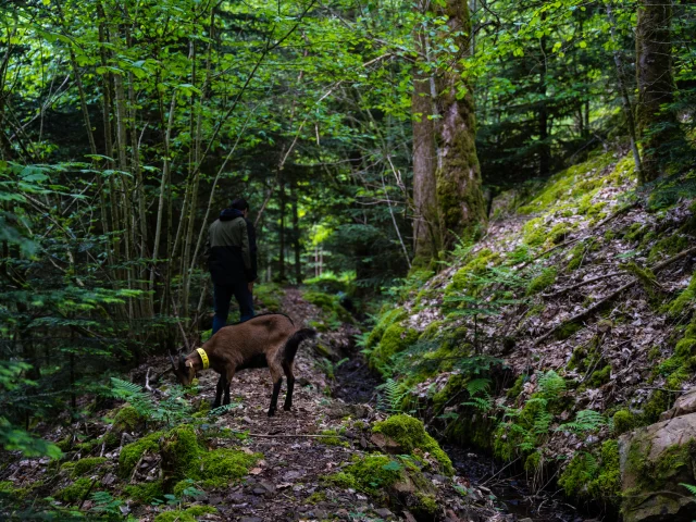 Chèvre marron en forêt de la Chèvrerie des bois pâturés - Servance - Vosges du Sud