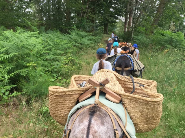 Randonnée avec des ânes au Plateau des 1000 étangs - Les Petits Sentiers Ân'imés - Vosges du Sud