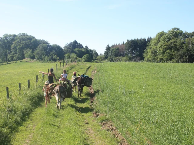 Randonnée avec des ânes au Plateau des 1000 étangs - Les Petits Sentiers Ân'imés - Vosges du Sud