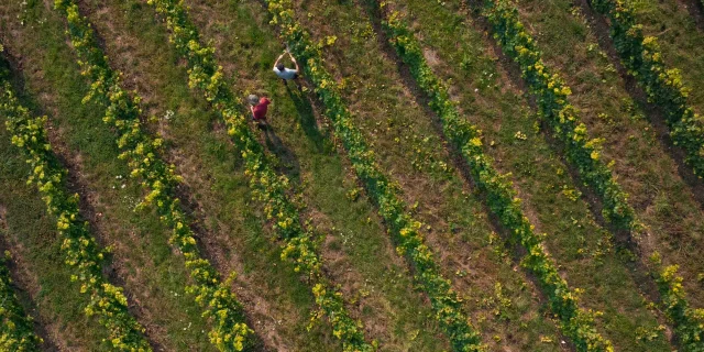 Vue aérienne des vignes de Champlitte, on voit deux viticulteurs en train de travailler la vigne - Cité de caractère - Vesoul - Val de Saône