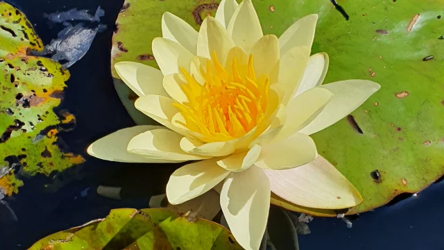 Bassin rempli de nénuphar jaune aux jardins aquatiques Acorus - Vallée de l'Ognon