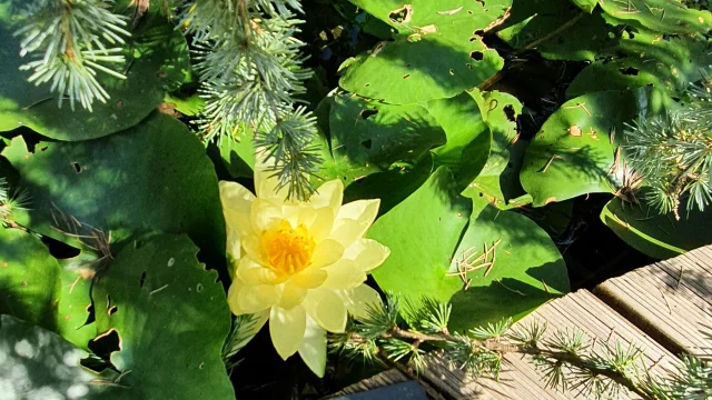 Bassin rempli de nénuphar jaune aux jardins aquatiques Acorus - Vallée de l'Ognon