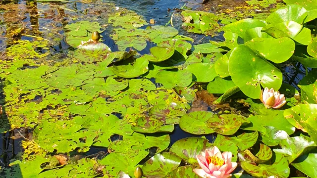 Bassin rempli de nénuphar et de fleur de lotus aux jardins aquatiques Acorus - Vallée de l'Ognon