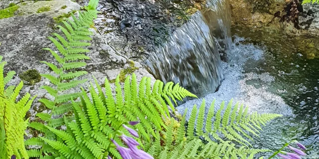 Cascades d'eau et fougères dans le jardin aquatique Acorus - Vallée de l'Ognon