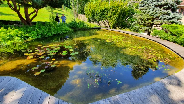 Des touristes visitent un jardin japonais avec bassins et arbres bien taillés aux Jardins aquatiques Acorus - Vallée de l'Ognon