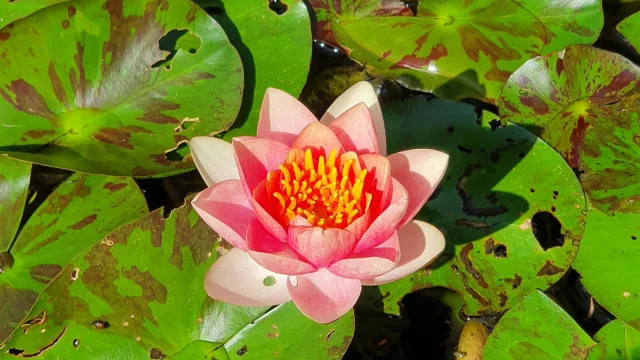 Une fleur de lotus et des nénuphars visibles aux jardins aquatiques Acorus - Vallée de l'Ognon