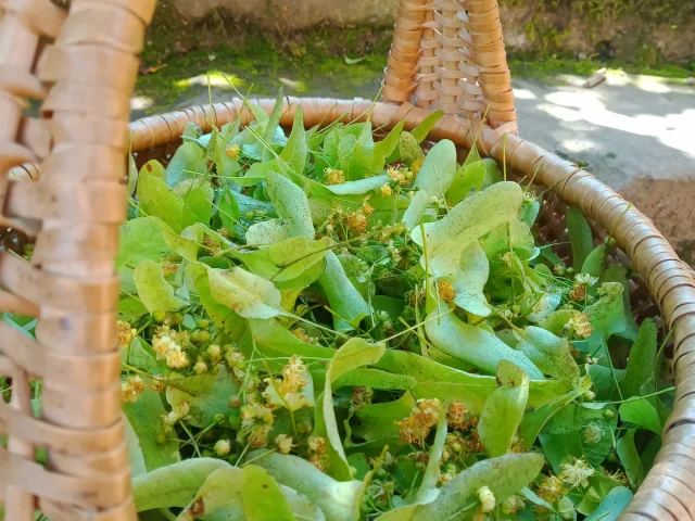 Cueillettes de plantes par les Jardins Nomades - Vosges du Sud