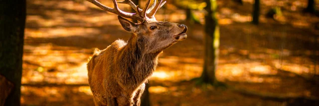 Photo d'un cerf élaphe en automne - Parc animalier de Fougerolles Saint Valbert - Vosges du Sud