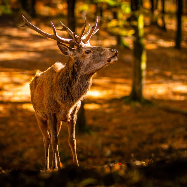 Photo d'un cerf élaphe en automne - Parc animalier de Fougerolles Saint Valbert - Vosges du Sud