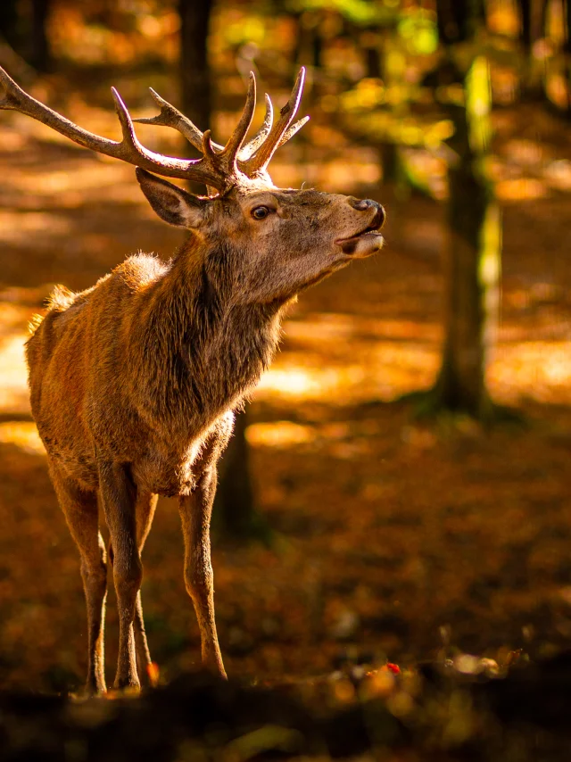 Photo d'un cerf élaphe en automne - Parc animalier de Fougerolles Saint Valbert - Vosges du Sud