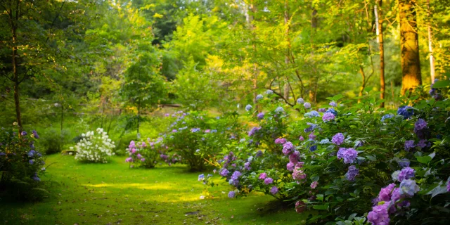 Multitude d'hortensia rose et bleu du Parc à l'anglaise La Cude - Vosges du Sud