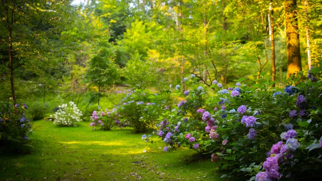 Multitude d'hortensia rose et bleu du Parc à l'anglaise La Cude - Vosges du Sud