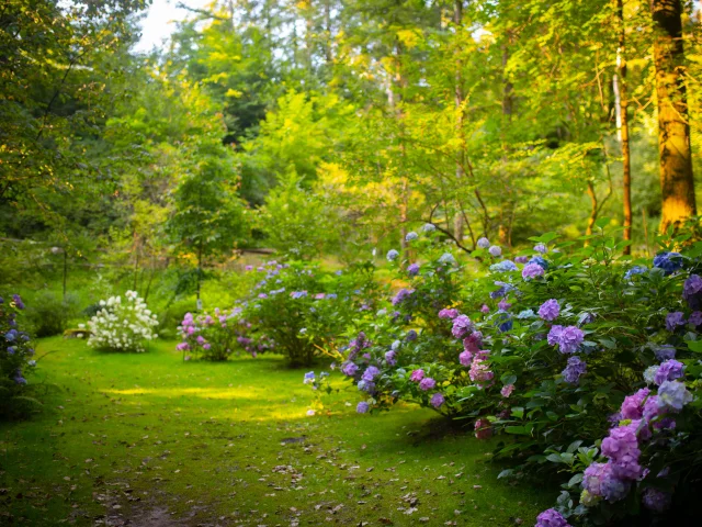 Multitude d'hortensia rose et bleu du Parc à l'anglaise La Cude - Vosges du Sud