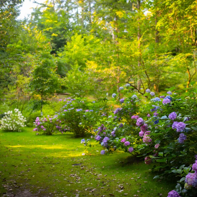 Multitude d'hortensia rose et bleu du Parc à l'anglaise La Cude - Vosges du Sud